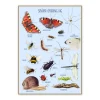 Ciha Plakat 50X70Cm, Smadyr Omkring Dig